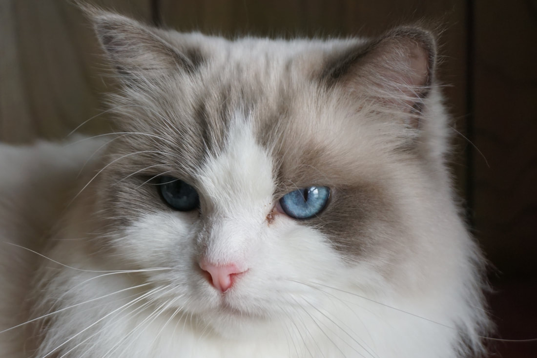 Our Ragdoll Cats